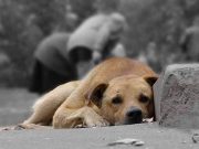 Pokuta 10 tisíc EUR nebo 12 měsíců vězení za ponechání zvířete na ulici v Itálii!