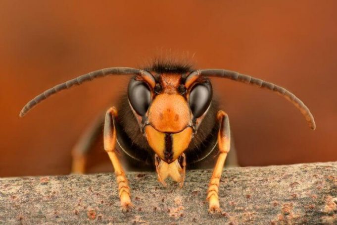 Vespa velutina