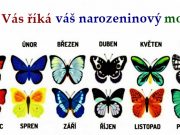 Co o Vás prozradí Váš narozeninový motýl? Budete koukat jak to sedí