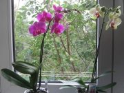 Odkvetla Vám orchidej? Osvědčené triky jak jí jednoduchým způsobem znovu rozkvést!