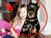Rodina vzala roztomilého dobermana z útulku a po 5 dnech rodiče uslyšeli pláč své vlastní dcery