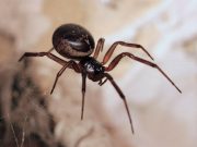 V Evropě se šíří druh jedovatého pavouka – jeho bodnutí může mít extrémně vážné následky