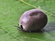 Klíšťata přenášejí koronavirus? Odpověď vás možná překvapí
