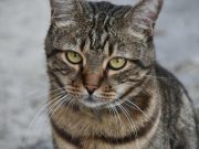 Starší muž chytil od své kočky vzácnou nemoc poté, co jej veterinář špatně diagnostikoval. Nyní chce varovat ostatní