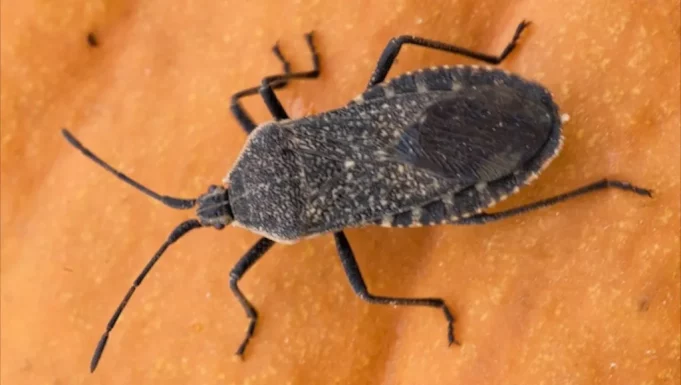 636652653685207992-squash-bug-Pat-Porter